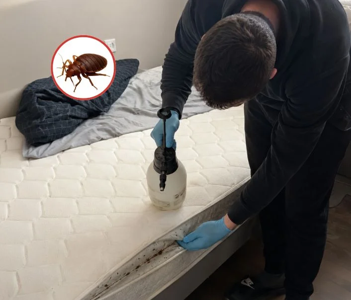 Technicien traitant un matelas contre les punaises de lit à Coulommiers
